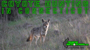 Coyote Hunting in Connecticut