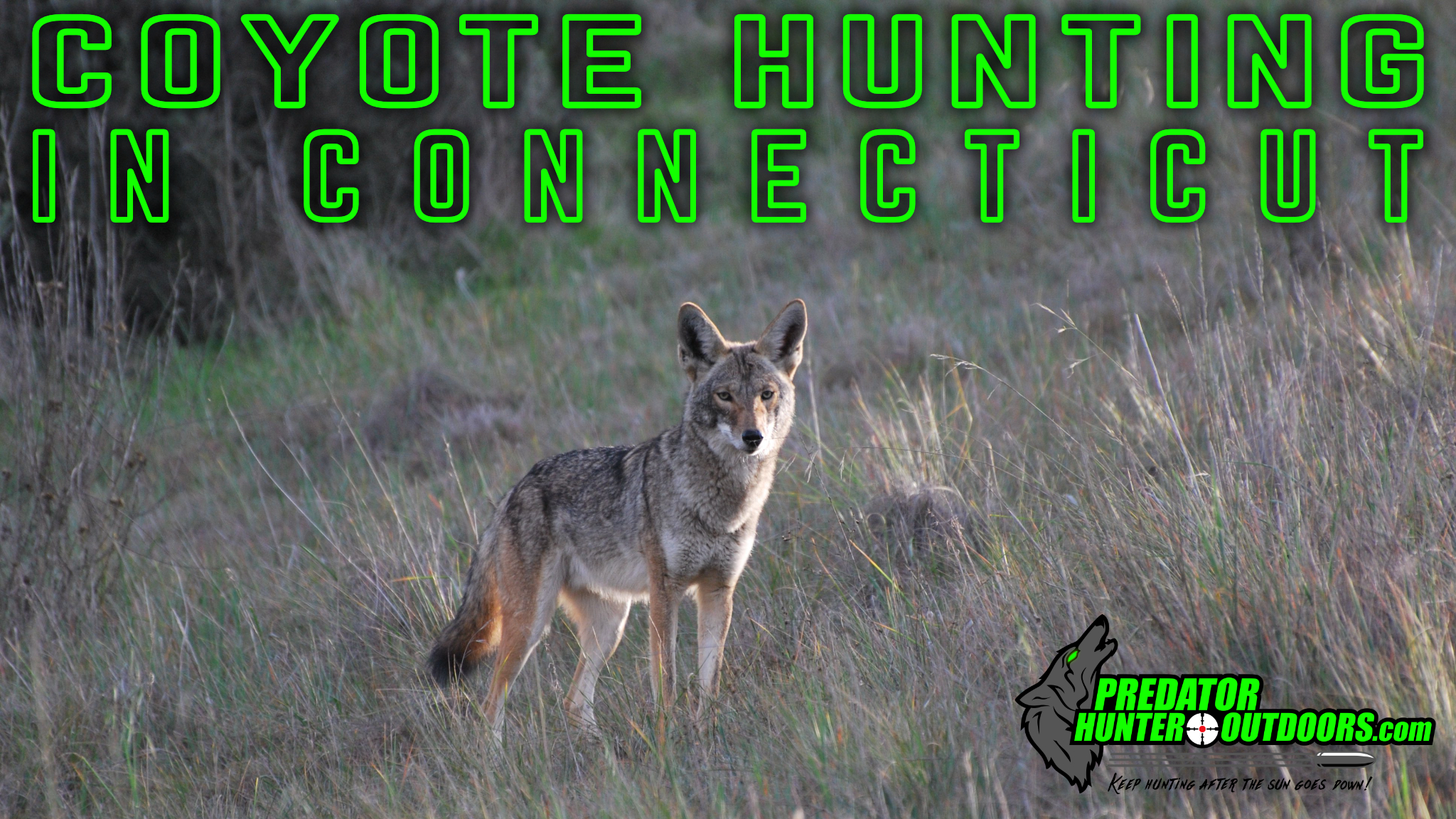 Coyote Hunting in Connecticut