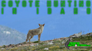 Coyote Hunting in Idaho