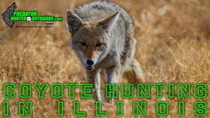 Coyote Hunting in Illinois