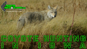 Coyote Hunting in Iowa