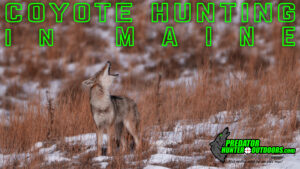 Coyote Hunting in Maine