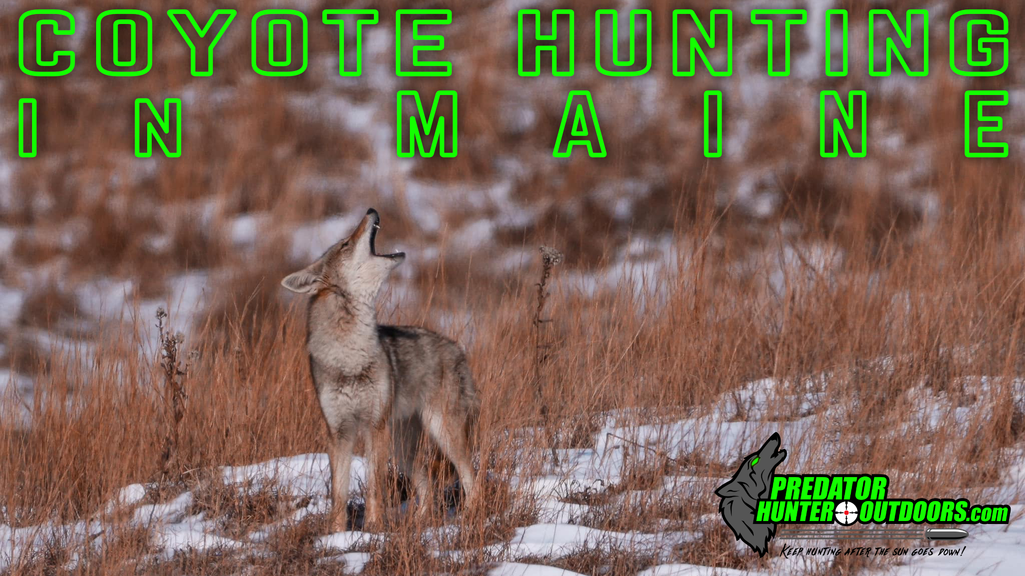 Coyote Hunting in Maine