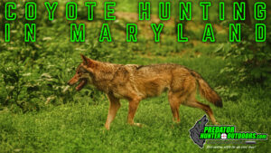 Coyote Hunting in Maryland
