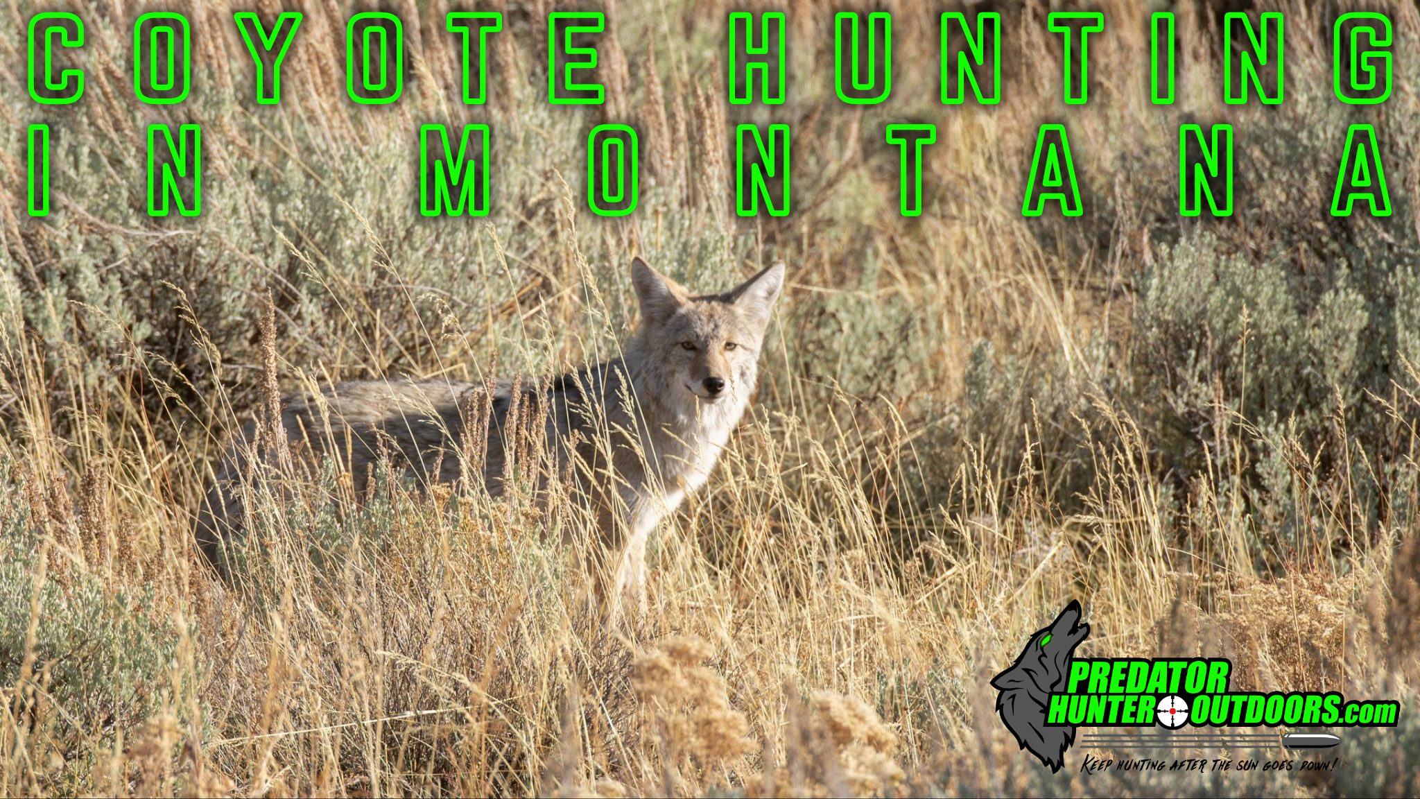 Coyote Hunting in Montana