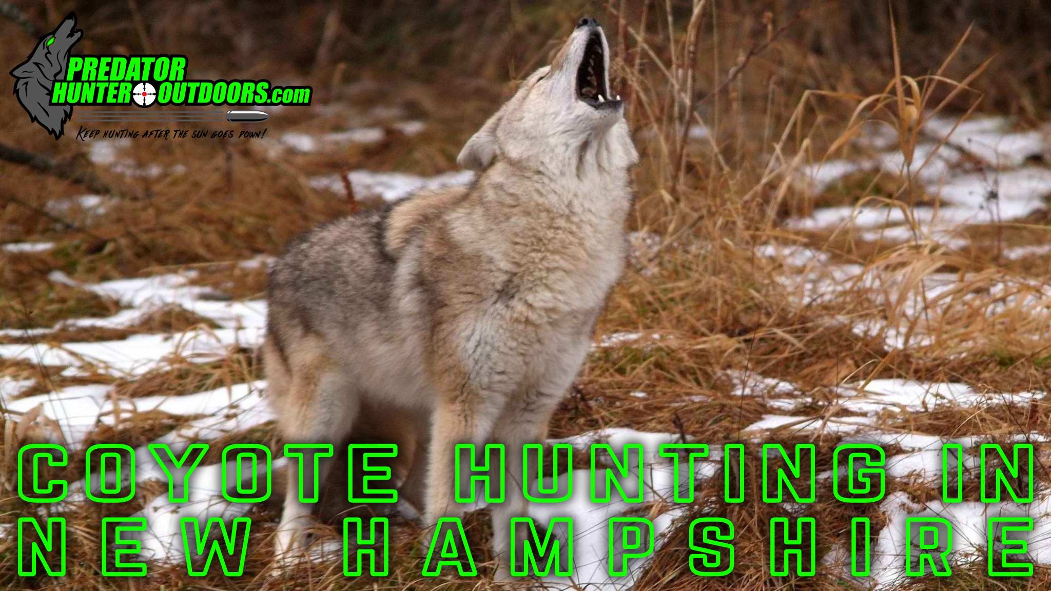 Coyote Hunting in New Hampshire