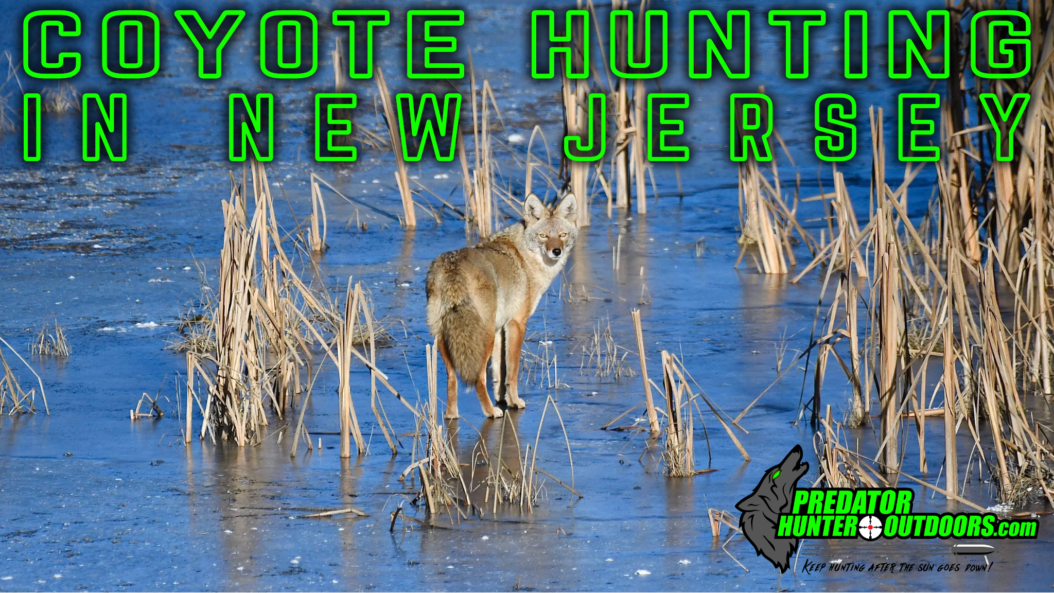 Coyote Hunting in New Jersey