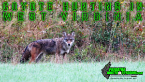 Coyote Hunting in West Virginia