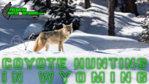 Coyote Hunting in Wyoming