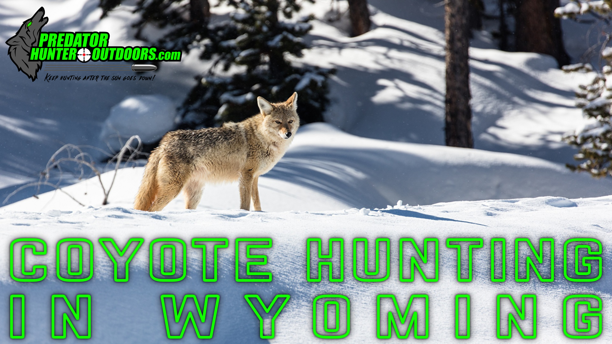 Coyote Hunting in Wyoming