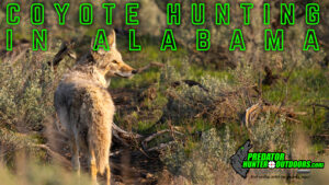 Coyote Hunting in Alabama