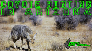 Coyote Hunting in Arizona