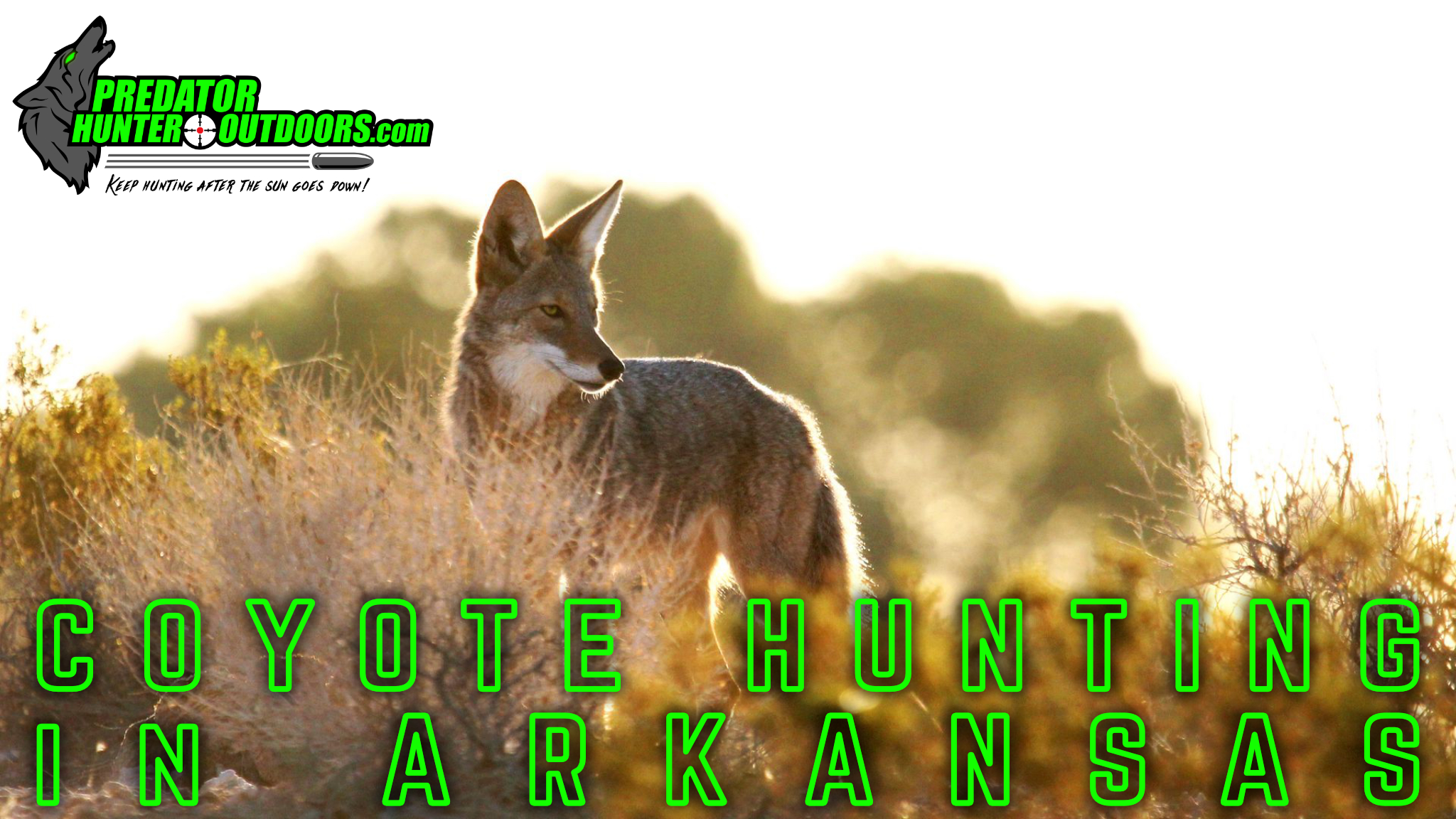 Coyote Hunting in Arkansas