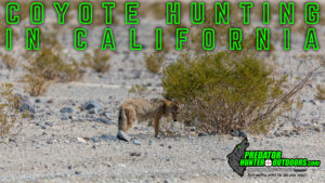 Coyote Hunting in California