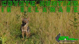 Coyote Hunting in Delaware