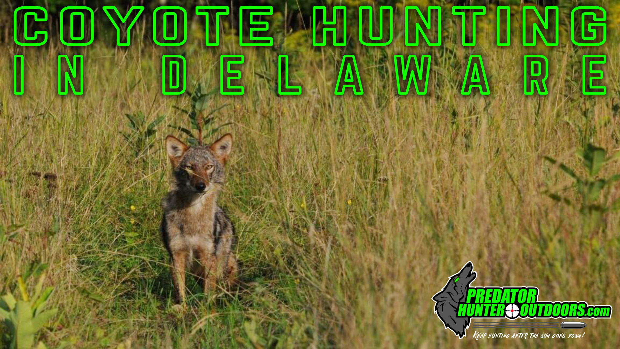 Coyote Hunting in Delaware