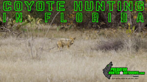 Coyote Hunting in Florida