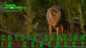 Coyote Hunting in Kentucky