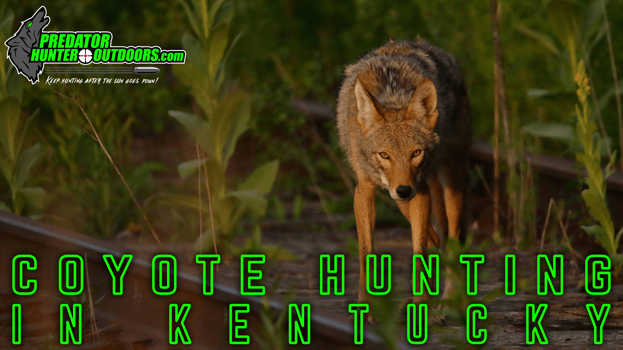 Coyote Hunting in Kentucky