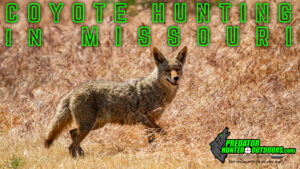 Coyote Hunting in Missouri