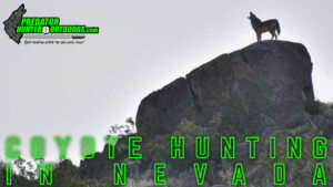Coyote Hunting in Nevada