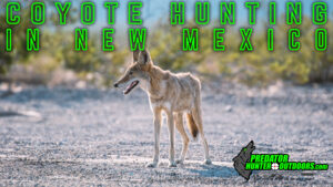 Coyote Hunting in New Mexico