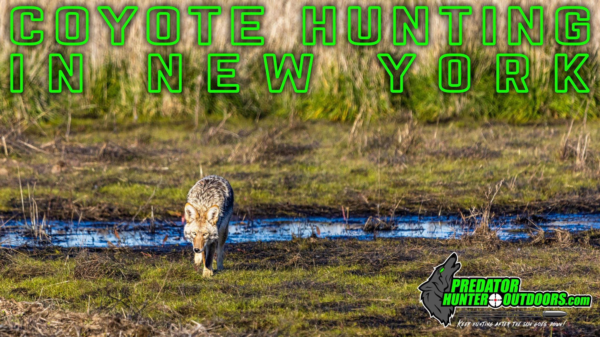 Coyote Hunting in New York