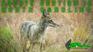 Coyote Hunting in South Carolina