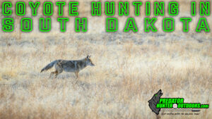 Coyote Hunting in South Dakota