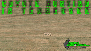 Coyote Hunting in Tennessee