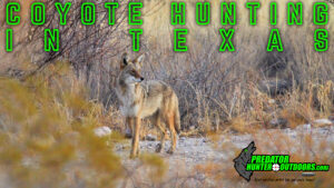 Coyote Hunting in Texas
