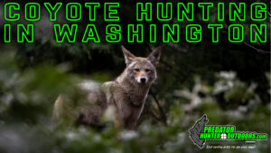 Coyote Hunting in Washington